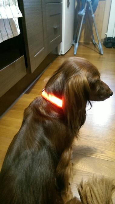 Collier Lumineux Pour Chiens