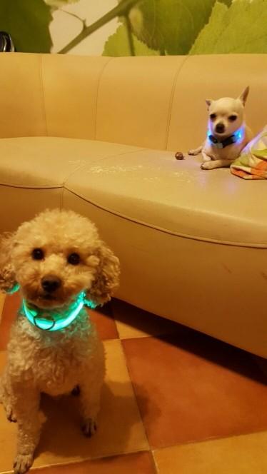 Collier Lumineux Pour Chiens