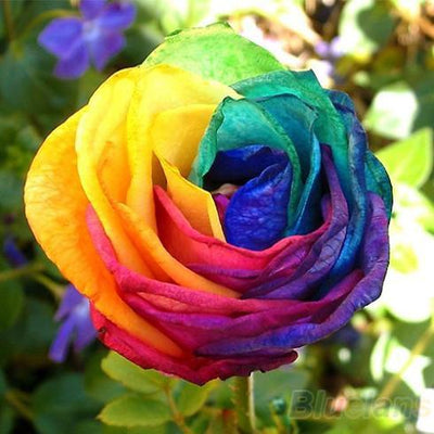 100 Graines De Roses Arc-en-ciel