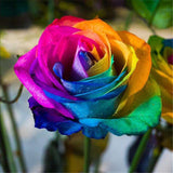 100 Graines De Roses Arc-en-ciel
