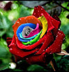 100 Graines De Roses Arc-en-ciel